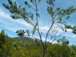 Psoralea pinnata